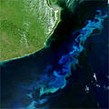 Phytoplankton bloom off Argentina. 