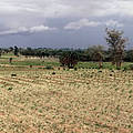 Sahel crops where woodland has been cleared for farming, Diourbel region, Senegal