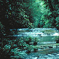 A river in Los Katios National Park, Colombia 
by Jim Thorsell, January 1994
