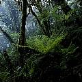 Cloud Forest, Des Voeux Peak, Taveuni, Fiji