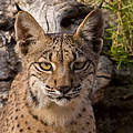 Iberian Lynx (Lynx pardinus) Threat category: ENDANGERED