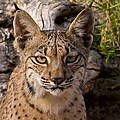Iberian Lynx (Lynx pardinus) Threat category: ENDANGERED