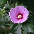Hibiscus Syriacus, the national flower of Korea