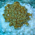 Bleached coral head, Bahamas. 