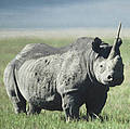 Black rhino (Diceros bicornis)
